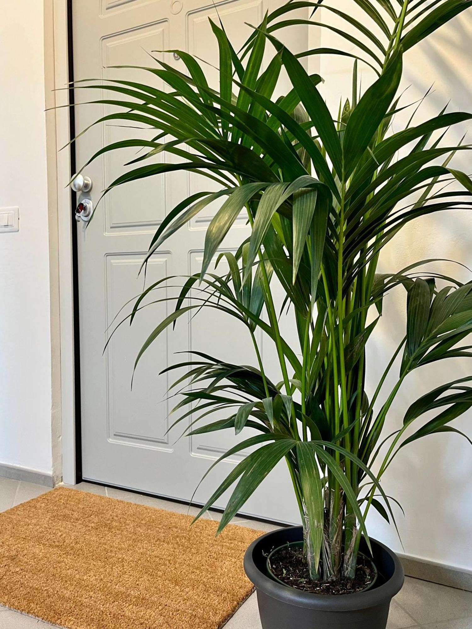 San Martino Holiday Apartments Nizza Monferrato Buitenkant foto